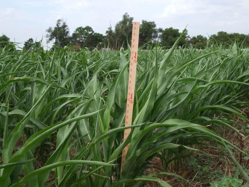 ADV S6404 BMR BRACHYTIC DWARF SORGHUM SUDANGRASS