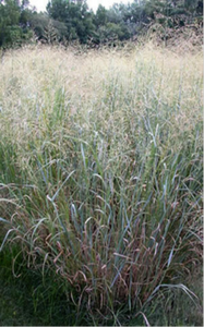 CAVE-IN-ROCK SWITCHGRASS