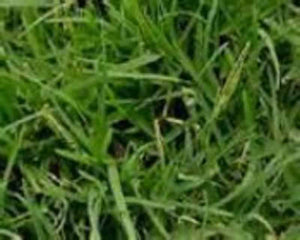 COMMON BERMUDAGRASS, HULLED