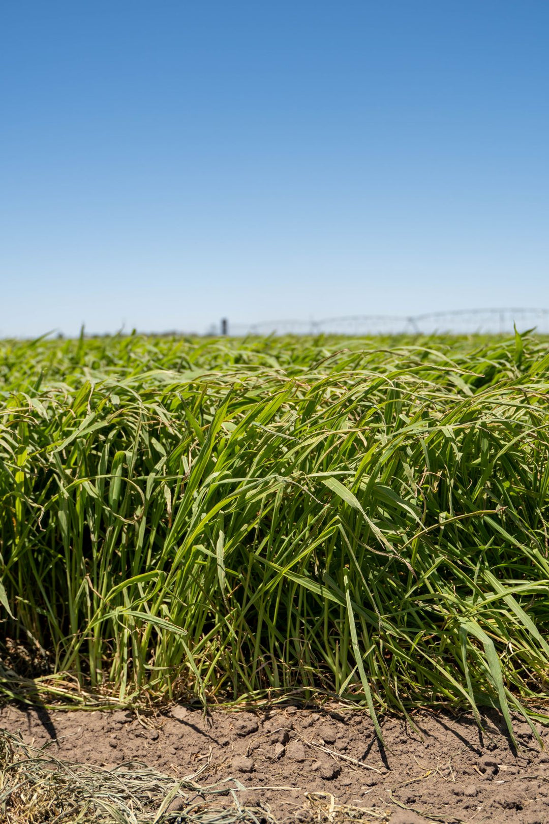 Japanese Millet – Johnston Seed Company