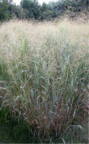 BLACKWELL SWITCHGRASS – Johnston Seed Company