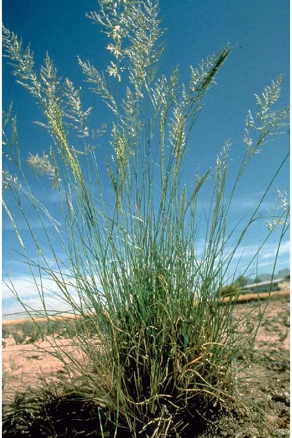 ERMELO WEEPING LOVEGRASS