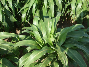 ADV F8322 Conventional Forage Sorghum
