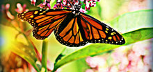 OKIES FOR MONARCHS WILDFLOWER MIX  - CENTRAL/WESTERN MIX