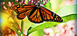OKIES FOR MONARCHS WILDFLOWER MIX  - EASTERN MIX