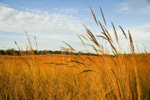 BIG FOUR NATIVE GRASS MIX