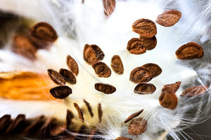 SHOWY MILKWEED