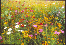 WILDFLOWER MIX